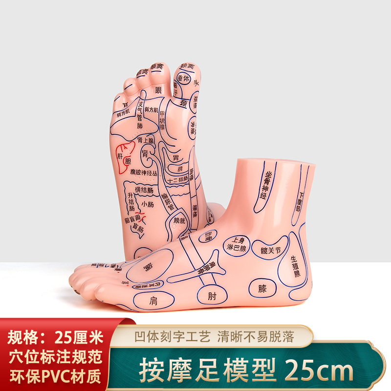 25CM足部穴位模型高清足底穴位反射区按摩器足疗脚推拿保健养生