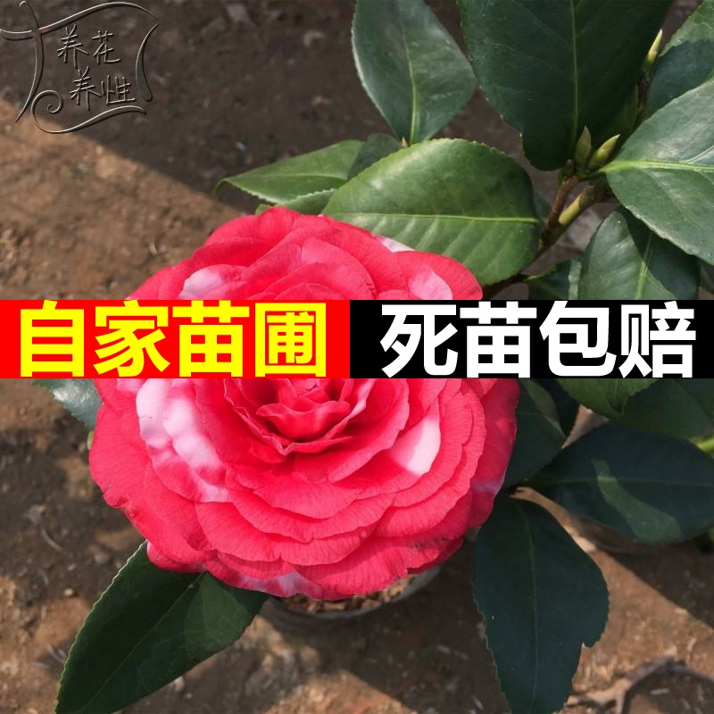 Four seasons green plant plant camellia camellia seedlings seedlings camellia indoor potted flowers sitting room balcony potted flower