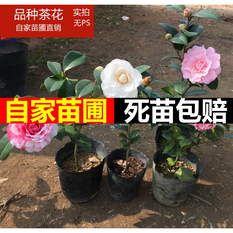 Four seasons green plant plant camellia camellia seedlings seedlings camellia indoor potted flowers sitting room balcony potted flower
