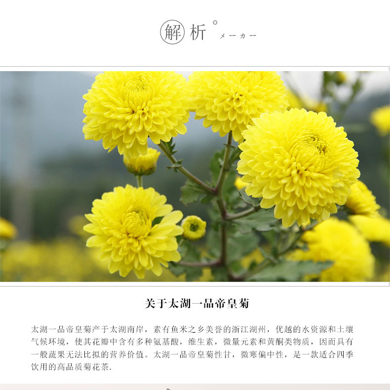 太湖一品 帝皇菊 菊花茶 70朵/盒 20g 清热解毒 图1