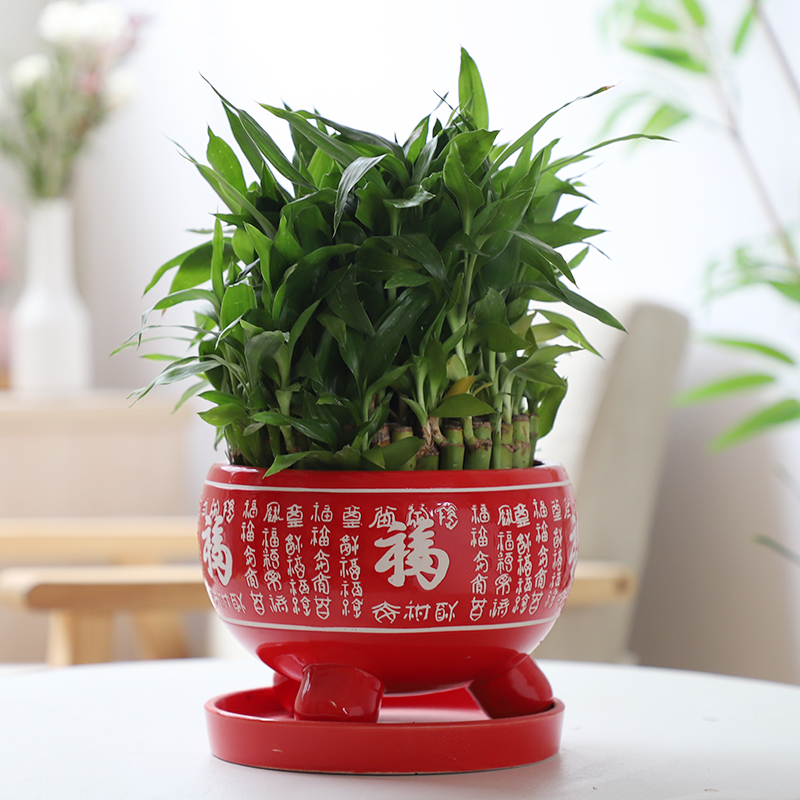 Chinese red ave flowerpot ceramic indoor large - sized belt tray bracketplant individuality creative contracted more than other meat flowerpot