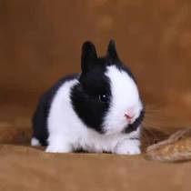 Mini Dwarf Rabbit living Things Dormitory Pets Pure White Pineal West Schisch Long Small Teacup Rabbit Coeared Rabbit Living