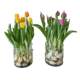 5 tulip balls hydroponic flower plants four seasons flowering imported double-petal indoor good live soil flower seeds