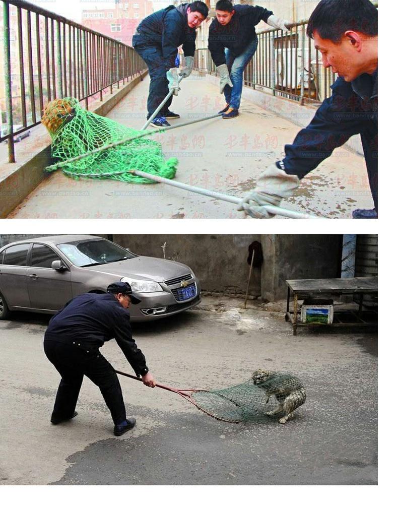 Dog-dog Artifact Tự động bằng thép không gỉ chống cháy nổ túi lưới (túi chống bắt náo loạn) mèo và chó động vật - Cat / Dog hàng ngày Neccessities 	bộ bát ăn cho mèo	