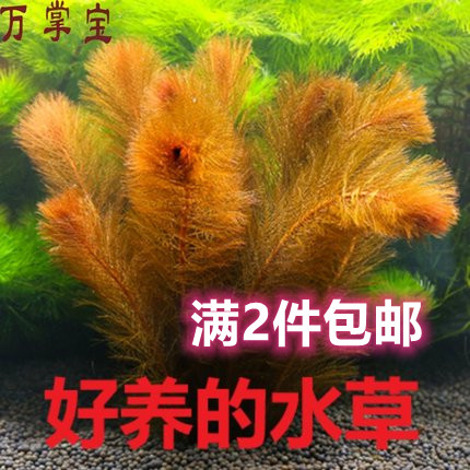 鱼缸活水草植物淡水四季观景鱼缸水草造景鱼缸里面的真