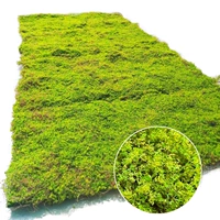 Моделирование мох - это один квадратный метр