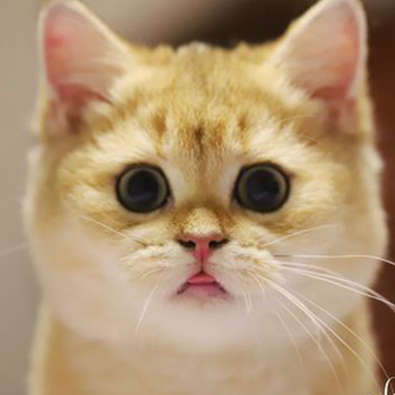 Shanghai blue cat live gold and silver gradient small milk cat kitten) physical pet cattery store with CFA certificate gold