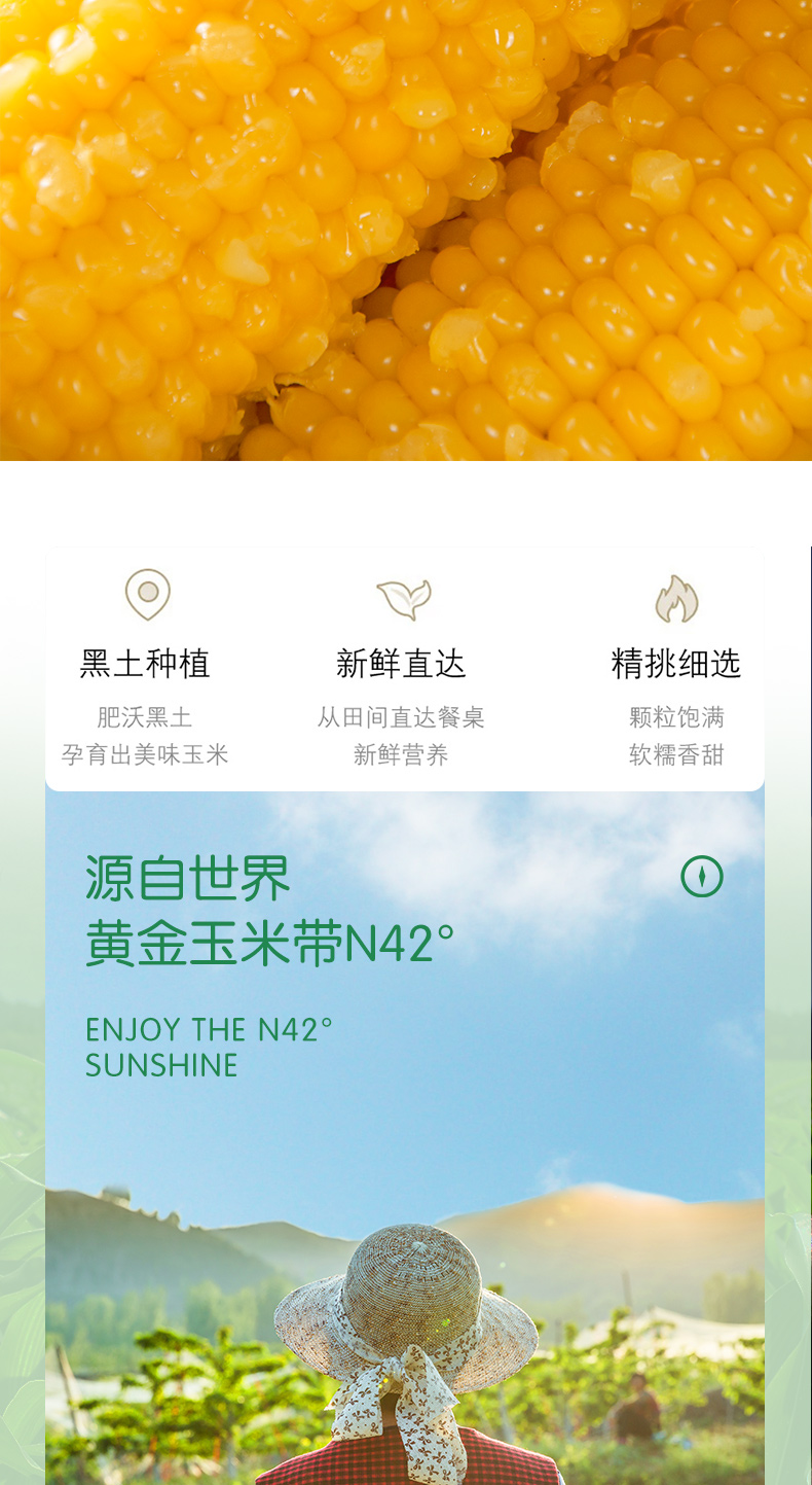 东北新鲜真空包装甜玉米8支 共1760g 图2
