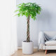 Fortune tree living room potted large indoor potted plants green plants indoor potted braids fortune tree lucky tree green plant