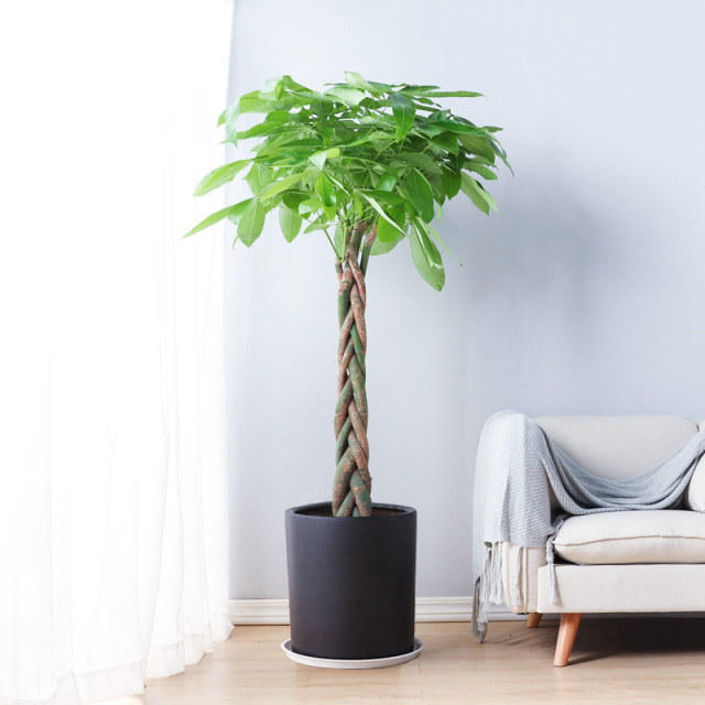 Fortune tree living room potted large indoor potted plants green plants indoor potted braids fortune tree lucky tree green plant