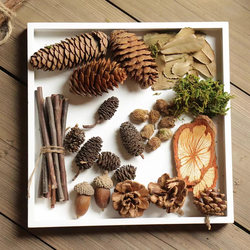 Natural Plant Dried Fruits Zakka Retro Photography Props Women's Handmade DIY Material Kit Micro Landscape Small Branches Acorns