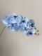 8 Phalaenopsis (Blue).