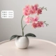 Светло -розовый Phalaenopsis 2+ваза [подарочный камень] [99%моделирование ✅ Нет запаха]