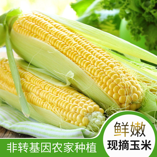 安茱 新鲜现摘 嫩玉米 净重10斤 天猫优惠券折后￥24.9包邮（￥34.9-10）