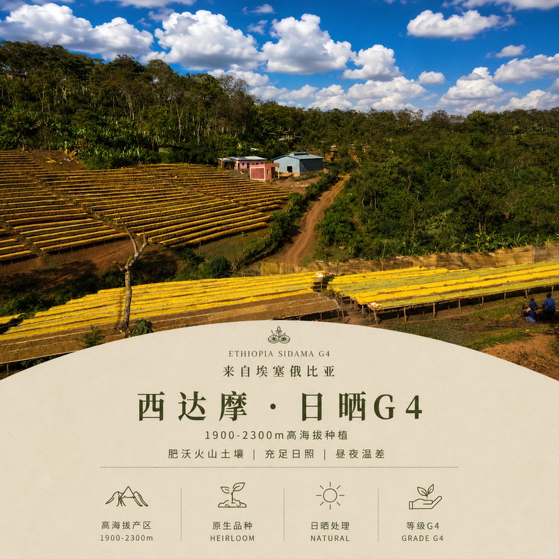 【2026 New Crop Season】 Ethiopia Coffee Green Beans Sun-Dried Sidamo G4 【2026 New Crop Season】 Ethiopia Coffee Green Beans Sun-Dried Sidamo G4