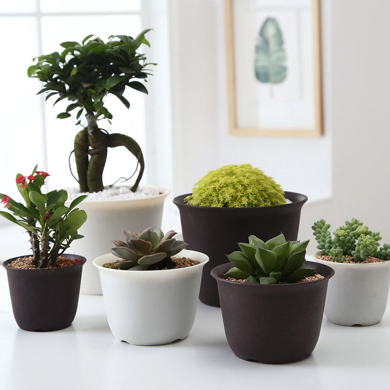 Green Rose Plant Meat Old Pile Multi-meat Flower Pot Creative Personality of Large Caliber Plastic Household Simple Shuff