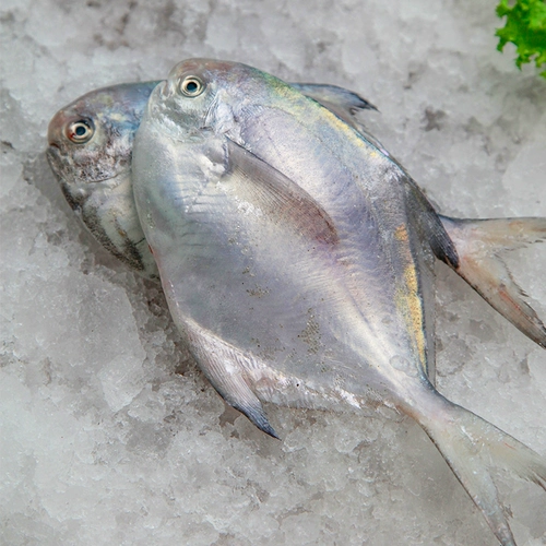 Серебряная сома 1 кот свежих морепродуктов замороженные белые сомы свежие водные плоские рыба рыба, морская рыба плоская рыба