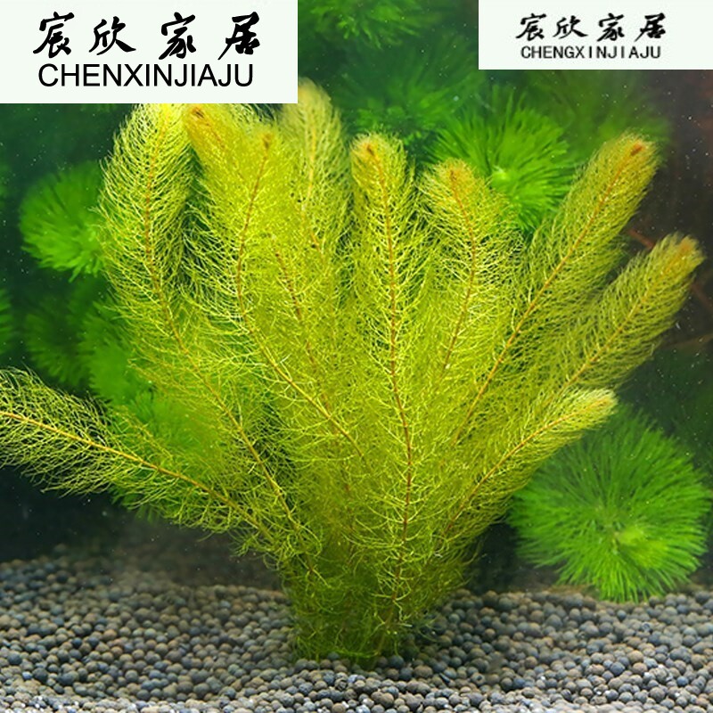 Fish tank live water plants Freshwater four seasons viewing fish tank water plants Landscaping Fish tank inside the real water plants