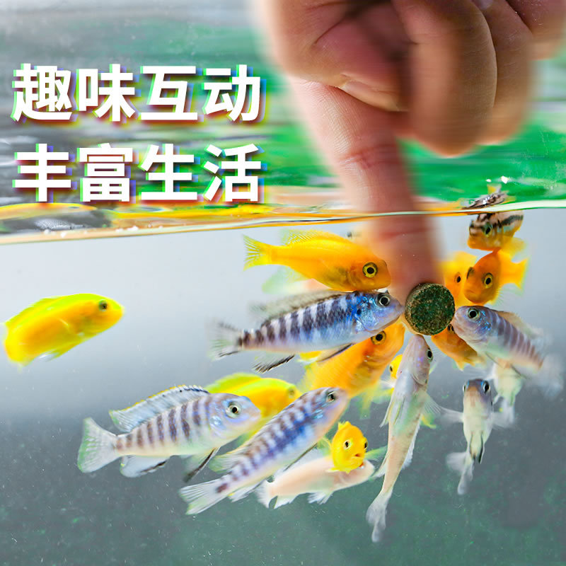 Sensen peacock fish feed fish food small grain tropical fish feed patch to watch small fish light corfish fish food