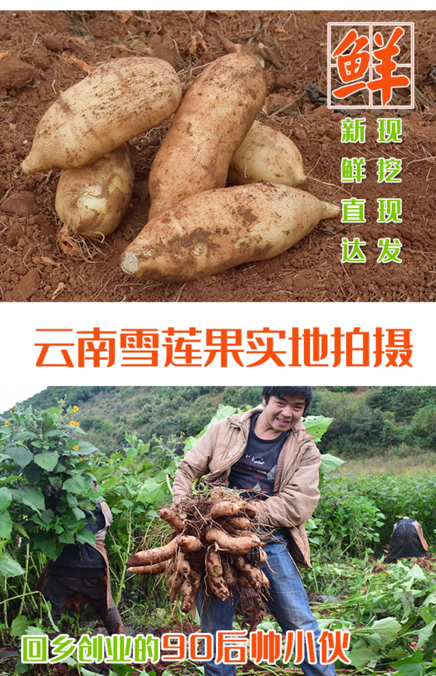 【5斤】云南天山雪莲果