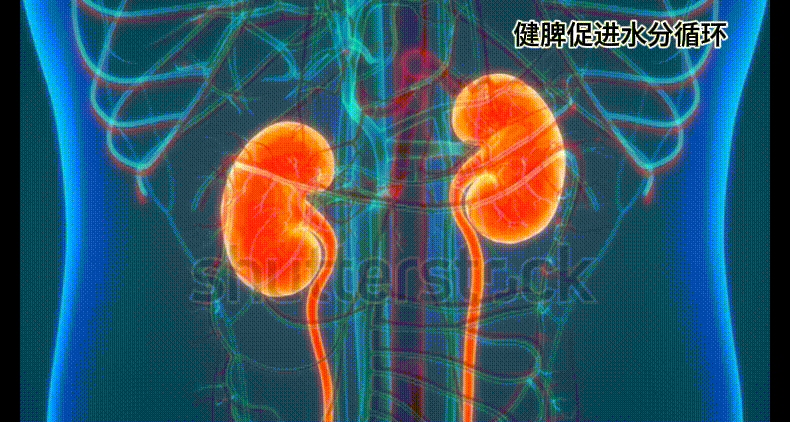 【中國直郵】 萊特維健 禦濕輕 祛濕消濕調理水腫草本健脾祛濕祛濕丸膠囊 60粒/盒