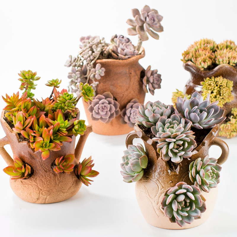 Large caliber high cliff old running of green, the plants flower pot black mage, fleshy gap zhuang zi ceramic landscape of the plants