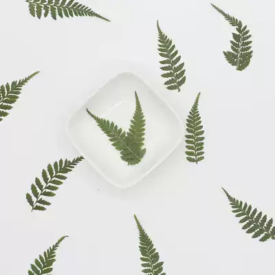 Broad bean leaf embossed plant specimen teaching children DIY handmade activities Bookmark photo frame flower painting decorative materials