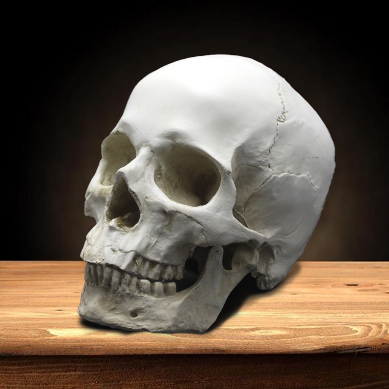 Skull Structural Model Fine Art Teaching figures Sketch Emulation Skeleton Anatomical Teaching Aids 1: 1 Head Skeletal Medical Teaching-Taobao