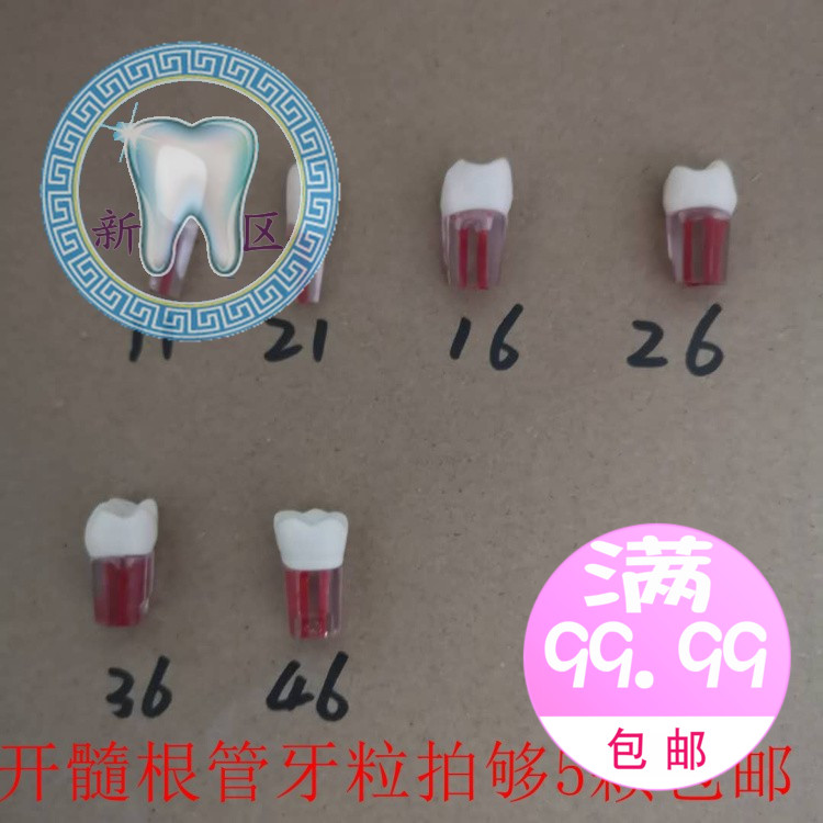牙科 口腔考试练习带髓腔根管牙 开髓牙粒根管牙窝洞制备1颗包邮