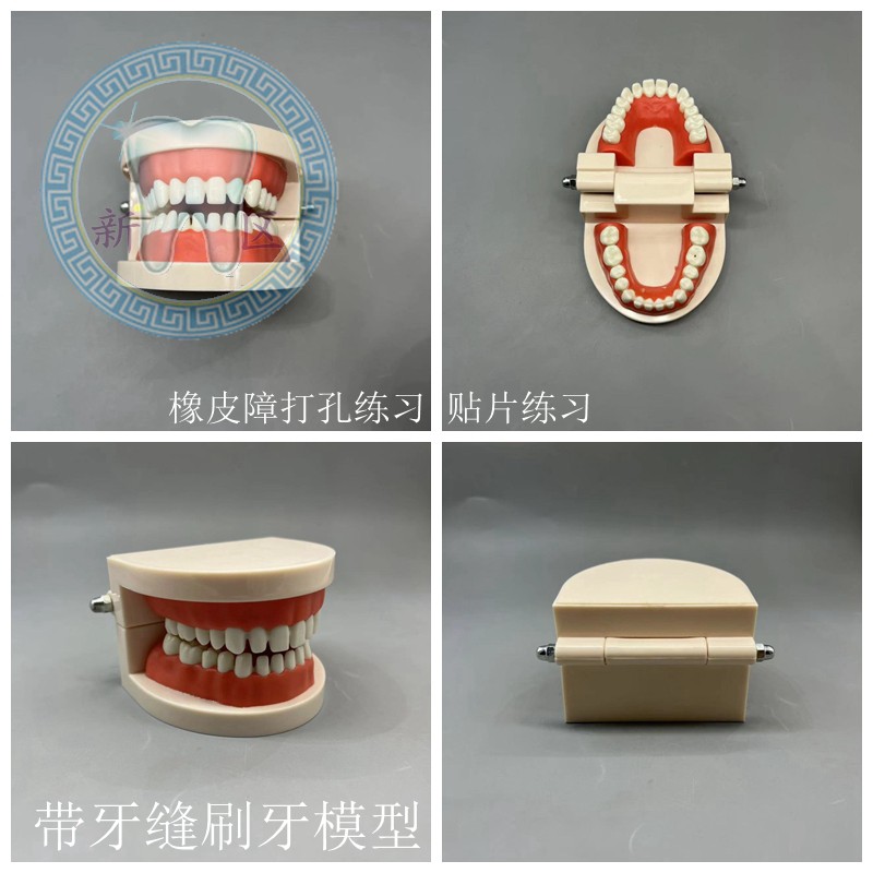 牙科 带牙缝模型 软牙龈幼儿刷牙示范教具 贴片 橡皮章练习包邮