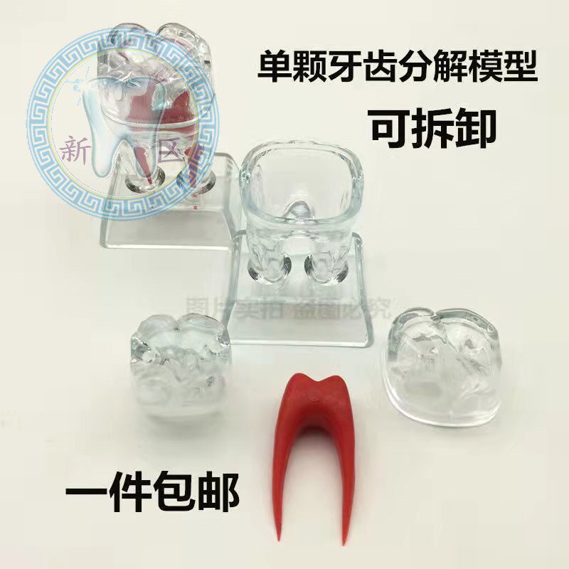 牙科 可分解牙齿模型  牙齿分解病理结构可拆 透明 75mm大牙模型