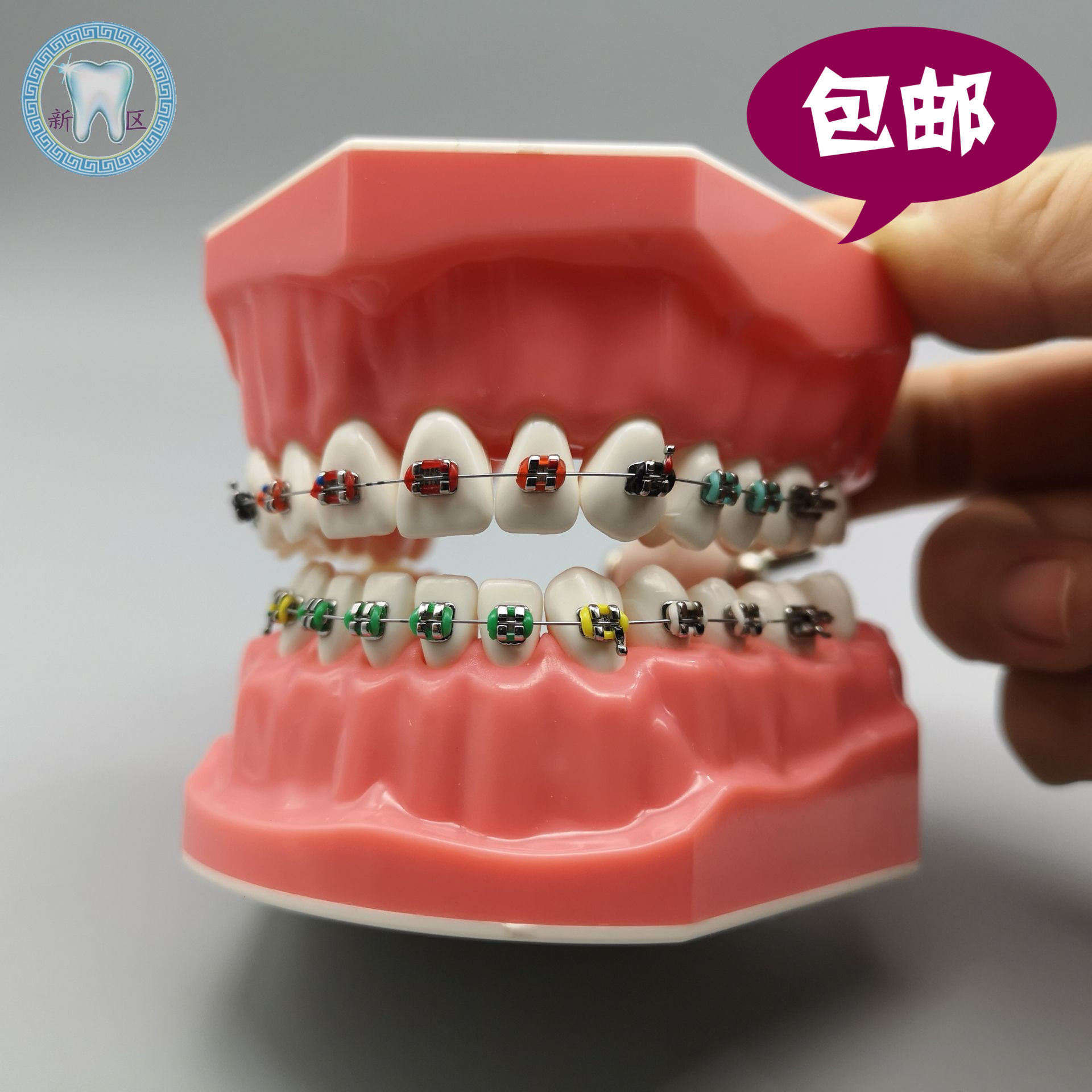 牙科 口腔正畸带托槽假牙模型  矫正 金属托槽对比 医患沟通