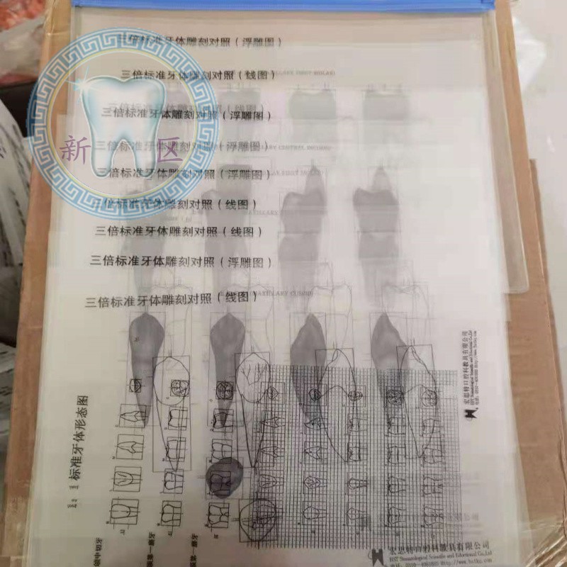 牙科 三倍牙体标准雕刻对照图 浮雕图 线图 1:1形态图 11张/套