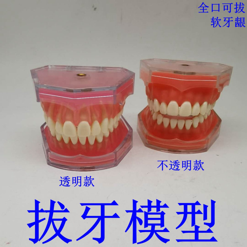 牙科 拔牙练习模型 拆卸牙齿 软牙龈 全口可拔口腔牙医教学演示