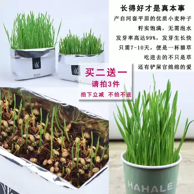 Cat grass planting set catnip soilless hydroponic cat snacks seed hair ball wheat grass potted cat supplies