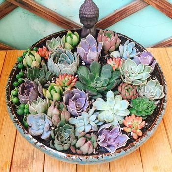 ເສັ້ນຜ່າກາງຂະຫນາດໃຫຍ່ succulent flowerpot ceramic ລາຄາພິເສດການເກັບກູ້ງ່າຍດາຍຄວາມຄິດສ້າງສັນຊີ້ນ platter ຫຍາບເຄື່ອງປັ້ນດິນເຜົາຂະຫນາດໃຫຍ່ພິເສດ flowerpot ສົ່ງຟຣີ