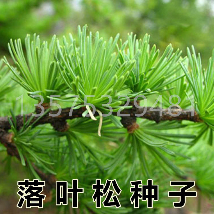揭秘油松的秘密，大自然的绿色守护者！-生活-淘宝百科网
