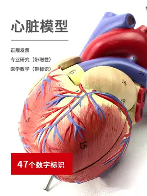 Medical teaching Human heart model detachable coronary artery cardiovascular blood circulation anatomy organ toy