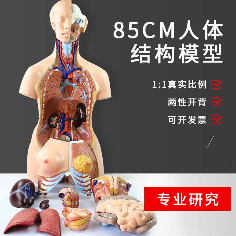 Professional models of human medicine anatomy can be removed internal organ structure teaching model skeleton frame simulation toy