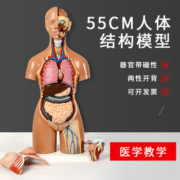High-Quality Medical Human Anatomy Model with Detachable Internal Organs, Full-Body Teaching Simulation Skeleton