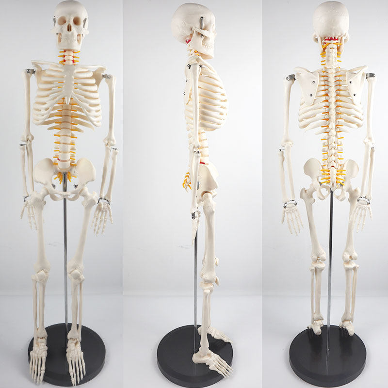 YA L012A human skeleton model with intervertebral disk column neurons 85cm full body detachable simulation skeleton