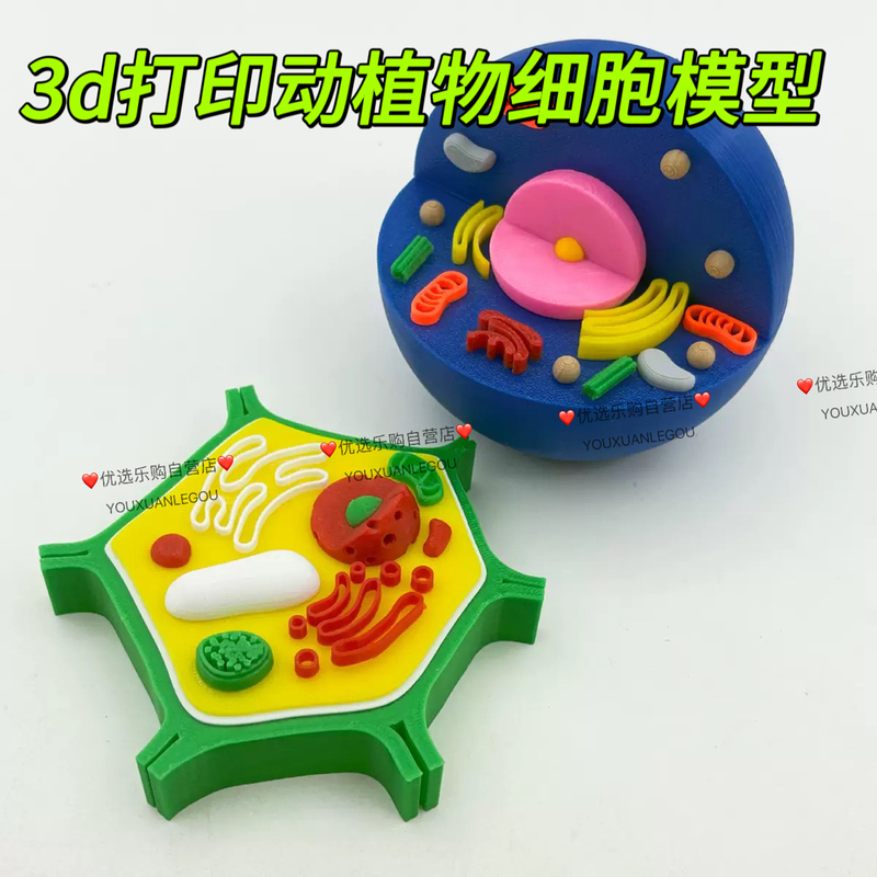 3D Printed Animal and Plant Cell Models, Biological Science Experiment Equipment, Teacher Props, Educational and Fun Gifts and Toys