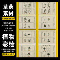 Color word map-Chinese medicinal plant painted picture book herbal medicine material electronic color traditional Chinese herbal medicine art picture book HD background pattern designer ps material picture file Template full