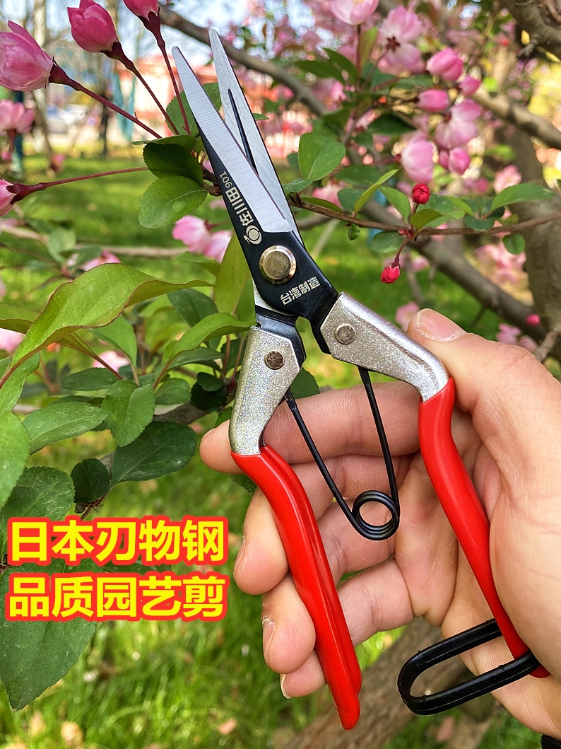 Sagawada Japan imported SK5 steel high quality gardening scissors Orchard fruit picking sparse flower thin fruit floral arrangement scissors
