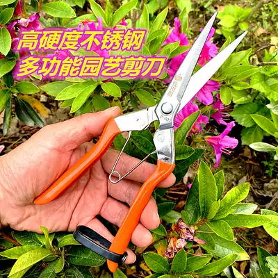 Taiwan Sagawa Tin Sawtooth Blade Stainless Steel Fruit Harvest Fruit Shear Vegetable and Fruit Cut Grape Pitaya Pepper Pepper