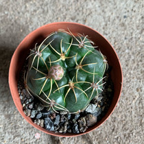 Beauty Flower Sea King fairy ball solid naked calyx genus open big pollen safflower white flower flowering ball beautiful flower sea king real flower