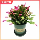 Краб -когтя орхидея сажанков без цветочных бутонов текут четыре сезона, постоянно питая живые внутренние виды с цветами и зелеными растениями