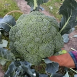 Японские импортные холодные устойчивые к отличным семенам с семенами брокколи зеленый брокколи четыре сезона овощные семена 2020 Новые семена