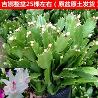 Gina Original Basin Origin 25 не содержит горшков