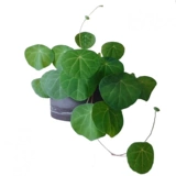 Тайская горная черепаха Инь -резистентное растение круглые листья корневые растения в горшках не поворачивают виноградную виноградную виноградную лозу зеленого растения